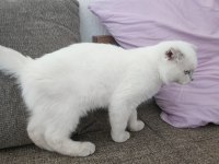 Scottish fold mükemmel yavrumuz