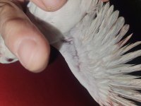 Amerikan ve albino forpus bebekler