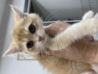 3 aylık Golden erkek yavrumuz 
