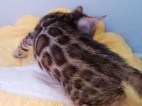 WCF show class bengal kedisi bebekler