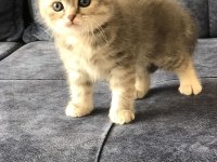 Scottish fold dişi yavru kedimiz rezerve edilebilir