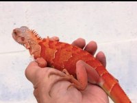 Faturalı Ve Evraklı Iguana Ön Rezerve