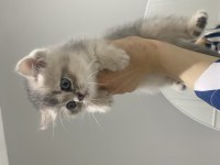 British Longhair 2 Aylık Dişi Yavru Sevgi Dolu Yuva
