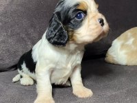 Sahibinden sağlıklı cavalier king charles yavruları
