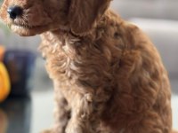 SEVİMLİ TOY POODLE YAVRUMUZ