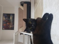 Kedimiz Dracula seni istiyor