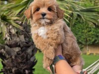 BİRİNCİ SINIF MALTİPOO YAVRULARI