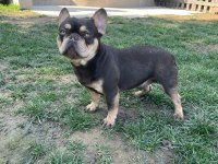 French Bulldog Coco Tan