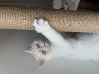 Exotic shorthair annesi ve iki dişi yavrusu