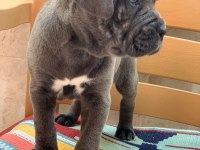 CANE CORSO YAVRULAR