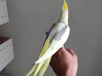 2 adet erkek biri 6 aylık biri 2 aylık sultan papağanı