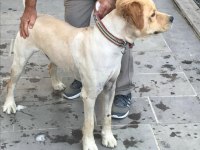 2 YAŞINDA AŞILARI TAM ÇİPİ TAKILMIŞ ERKEK GOLDEN