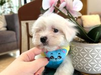 Kore Maltese Yavruları