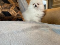 POMERANİAN BOO YAVRULARI 