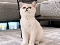Orijinal British Shorthair