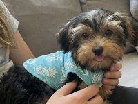 Tuvalet eğitimi tam köpeğimiz