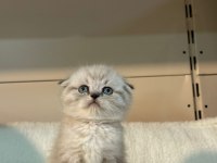 Blue point silver scottish fold