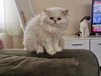 Silver point british longhair dişi