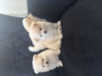 Alanya Pomeranian Boo Köpeğimiz