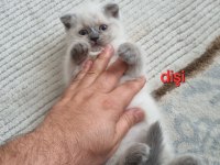 Scottish fold Yavrularımız yeni yuvalarını arıyorlar
