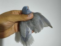 Yavru Forpus Papağanı