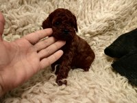 Orjinal toy poodle yavrularımız ev ortamından