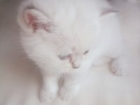 Scottish fold dişi ve erkek yavrular