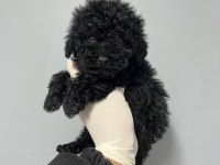 SİYAH TOY POODLE KÖPEĞİ