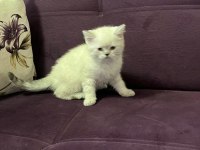 Akıllı uysal tatlı beyaz kedimiz