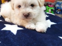 Maltese teriyer köpekler