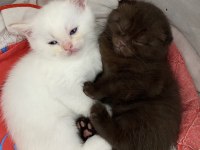 British Shorthair Yavrularımız Yuva Arıyor