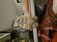British longhair 8 aylık erkek