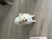 2 Aylık Pomeranian Spitz Yavrular