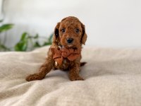Safkan Oyuncak Bebeğim Toy Poodle 