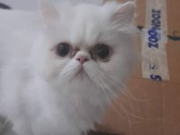 İran kediler İran yavrular