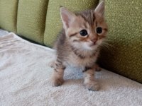 British shorthair yavru kedimiz