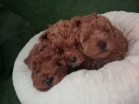 Dişi ve erkek poodle yavrular