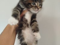 Muhteşem Avrupa tipi Maine Coon yavruları