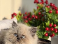 British Blue Point