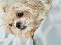 tuvalet eğitimli shih-tzu (şitzu)