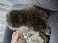 Scottish longhair ve british longhair yavrularımıza yuva