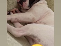 7 yaşında çipli erkek kısır değil french bulldog