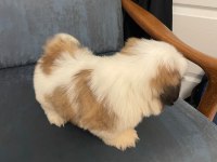 Muhteşem erkek shih tzu yavru