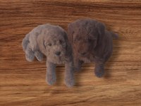 Orijinal sevimli toy poodle yavrularımız İstanbul