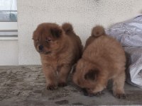 Erkek dişi 45 günlük yavrular chow chow