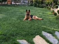 ALMAN SHEPHERD UZUN TÜYLÜ