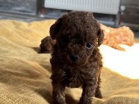 KORE RED BROWN TOY POODLE YAVRULARI