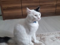 Tekir Bulut bey e ömürlük sevgi dolu bir aile arıyoruz