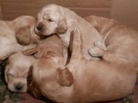 American cocker köpeği
