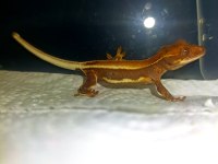 LİLY WHİTE CRESTED GECKO